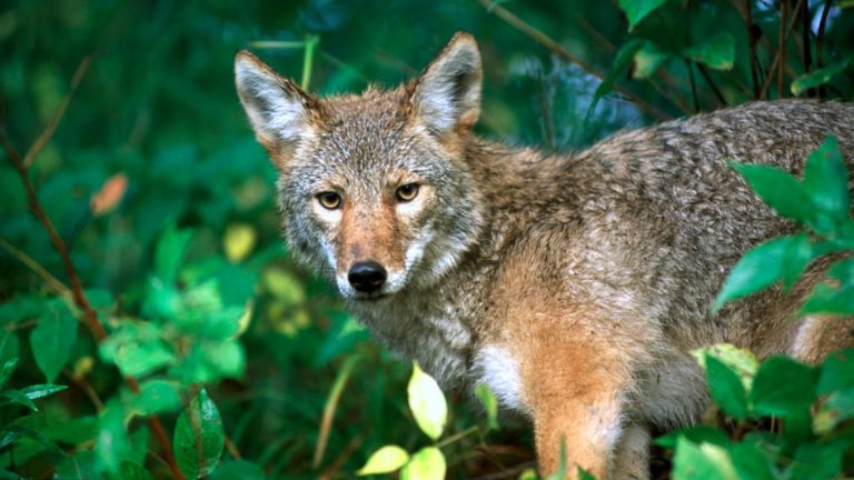 Coyote safety tips for pet owners in Alabama